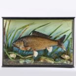 Taxidermy cased Fish in naturalistic setting by James Gardner of Oxford Street, London 33 x 48cm (