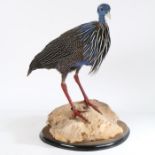 Taxidermy uncased Vulturine Guineafowl on naturalistic base 51cm height