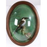 Taxidermy glazed wall hanging cased Black-Billed Mountain Toucan mounted on a branch 78 x 59cm (