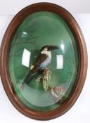 Taxidermy glazed wall hanging cased Black-Billed Mountain Toucan mounted on a branch 78 x 59cm (