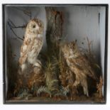 Taxidermy cased Tawny Owl & Long Eared Owl in naturalistic setting by John Cole of Castle Meadow,