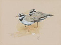 Kenneth J Wood (British, 1936-1992) Ringed Plover signed and dated 1974 (lower right), watercolour