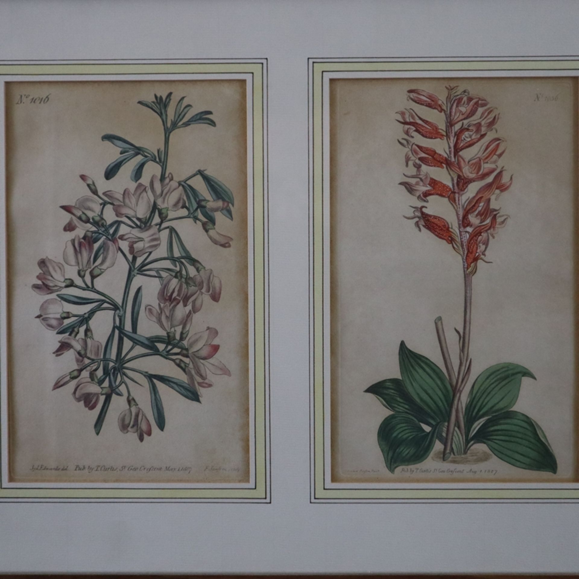 Konvolut Botanische Tafeln - Ende 18. / Anfang 19. Jh., 16 altkolorierte Kupferstiche, gestochen un - Bild 4 aus 12