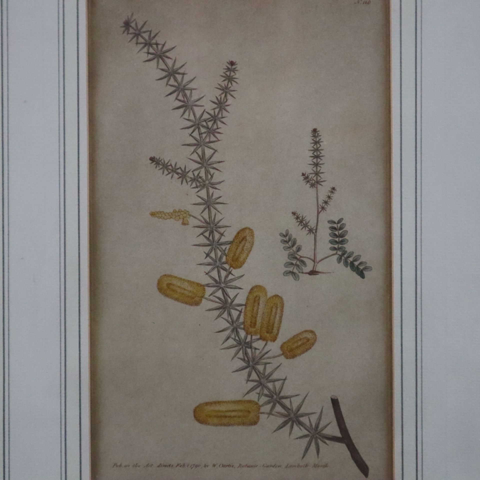 Konvolut Botanische Tafeln - Ende 18. / Anfang 19. Jh., 16 altkolorierte Kupferstiche, gestochen un - Bild 3 aus 12