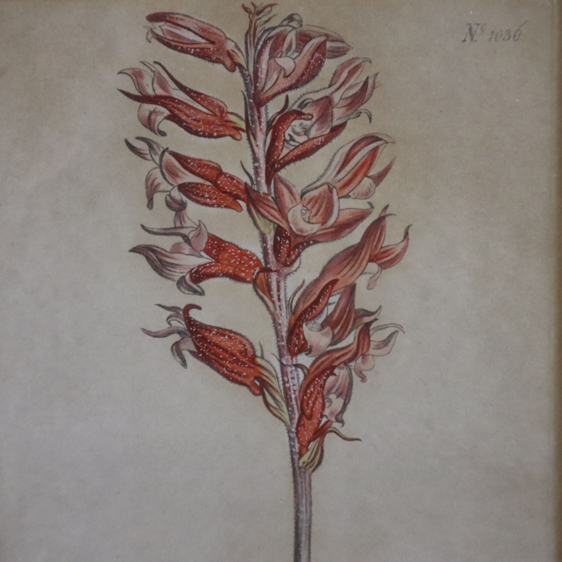 Konvolut Botanische Tafeln - Ende 18. / Anfang 19. Jh., 16 altkolorierte Kupferstiche, gestochen un - Bild 5 aus 12