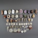 Konvolut Meeresschnecken/ Muscheln /Meerestiere - vielfältige Sammlung verschiedener Ausformungen k