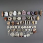 Konvolut Meeresschnecken/ Muscheln /Meerestiere - vielfältige Sammlung verschiedener Ausformungen k