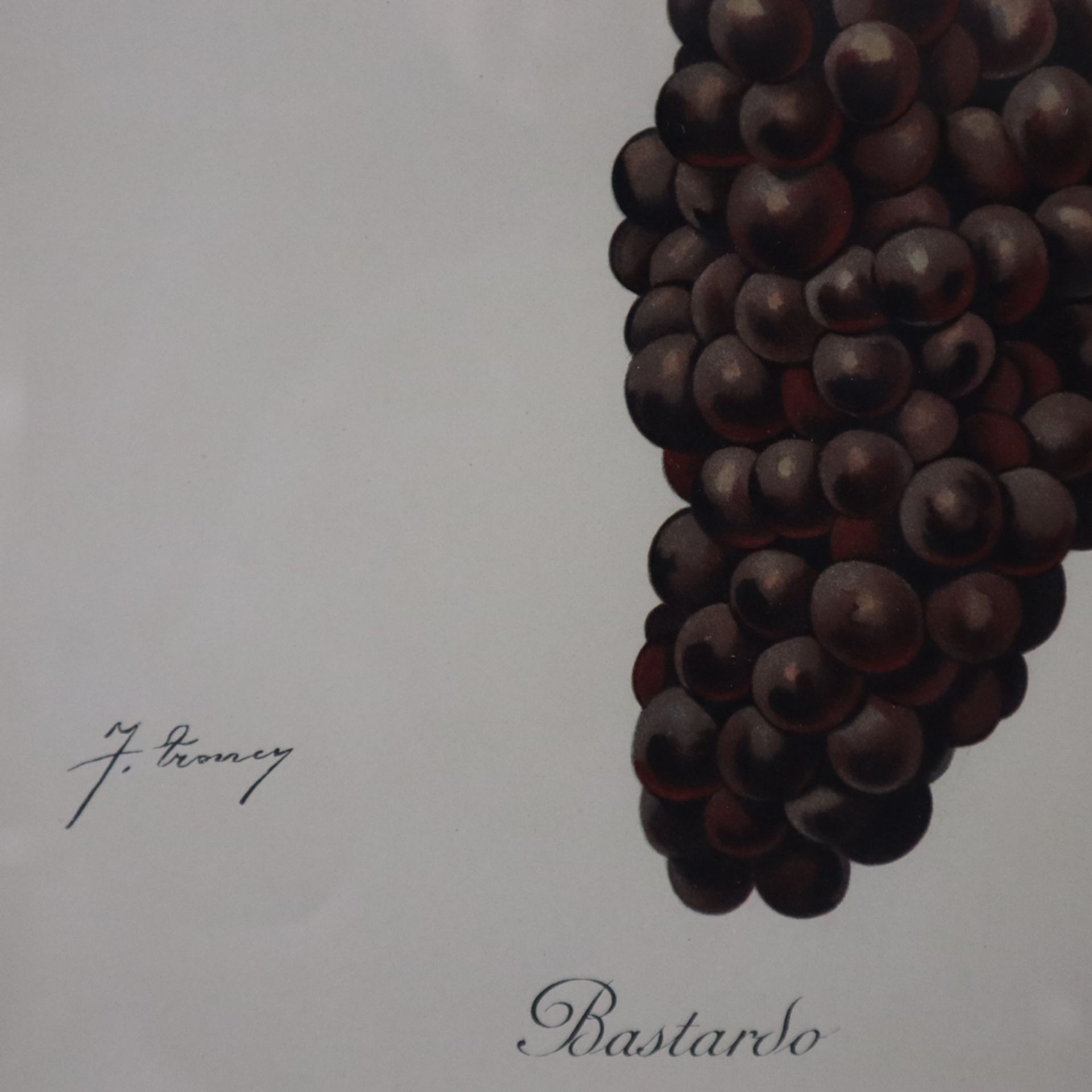 Drei Abbildungen von Rebsorten - "Bastardo"/ "Catarratto" / "Mazuela", Farblithographien aus dem We - Bild 5 aus 6