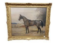 NINA COLMORE - OIL ON CANVAS - RACEHORSE 76 X 63CMS