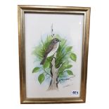 W.HUSTON - WATERCOLOUR - BIRD ON BRANCH 8" X 12"