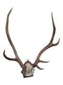MOUNTED RED STAG HEAD/ANTLERS