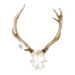 STAG ANTLERS UNMOUNTED