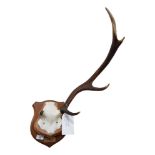 STAGS ANTLERS MOUNTED