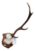 STAGS ANTLERS MOUNTED