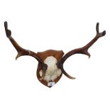 FALLOW BUCK MOUNTED HEAD ANTLERS