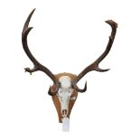 DEERS HEAD & ANTLERS MOUNTED