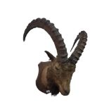 MOUNTED STUFFED IBEX GOAT HEAD