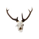 LARGE UNMOUNTED RED DEER HEAD/ANTLERS. THE WAPITI REFERENCE RELATES TO THE SIZE OF THESE ANTLERS