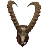 MOUNTED IBEX GOAT ANTLERS