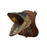 MOUNTED PIKES HEAD LOUGH MASK 14 LBS 11.7.84