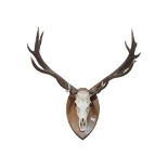 LARGE MOUNTED WAPITI STAG HEAD/ANTLERS. THE WAPITI REFERENCE RELATES TO THE SIZE OF THESE ANTLERS AS