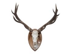 LARGE MOUNTED WAPITI STAG HEAD/ANTLERS. THE WAPITI REFERENCE RELATES TO THE SIZE OF THESE ANTLERS AS