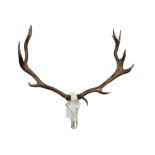 LARGE UNMOUNTED WAPITI RED DEER STAG ANTLERS. THE WAPITI REFERENCE RELATES TO THE SIZE OF THESE