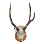 RED STAG HEAD MOUNTED