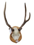 RED STAG HEAD MOUNTED