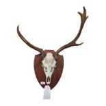 STAG ANTLERS MOUNTED