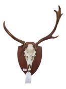 STAG ANTLERS MOUNTED