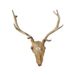 STAG ANTLERS UNMOUNTED