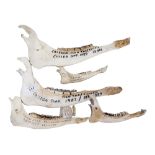 ANATOMICAL STAG & OTHER JAW BONES