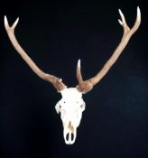 LARGE UNMOUNTED RED DEER HEAD/ANTLERS, THE WAPITI REFERENCE RELATES TO THE SIZE OF THESE ANTLERS