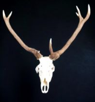 LARGE UNMOUNTED RED DEER HEAD/ANTLERS, THE WAPITI REFERENCE RELATES TO THE SIZE OF THESE ANTLERS