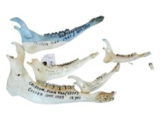 ANATOMICAL STAG AND OTHER JAW BONES