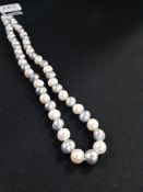 SILVER CLASPED FRESH WATER PEARLS