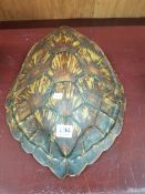LARGE ANTIQUE TAXIDERMY TURTLE SHELL 40CM X 37CM