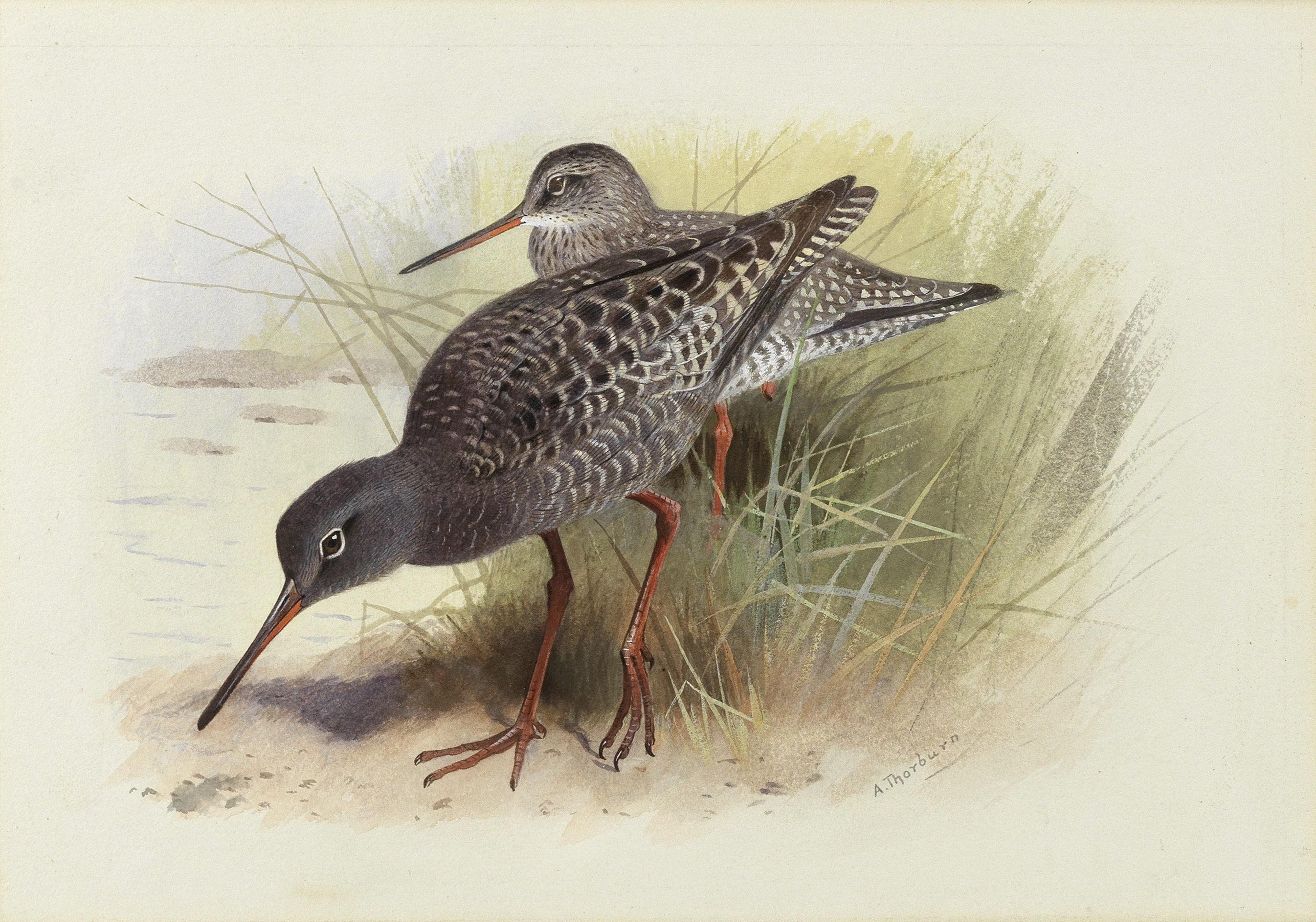 Archibald Thorburn (British, 1860-1935) Dusky redshank