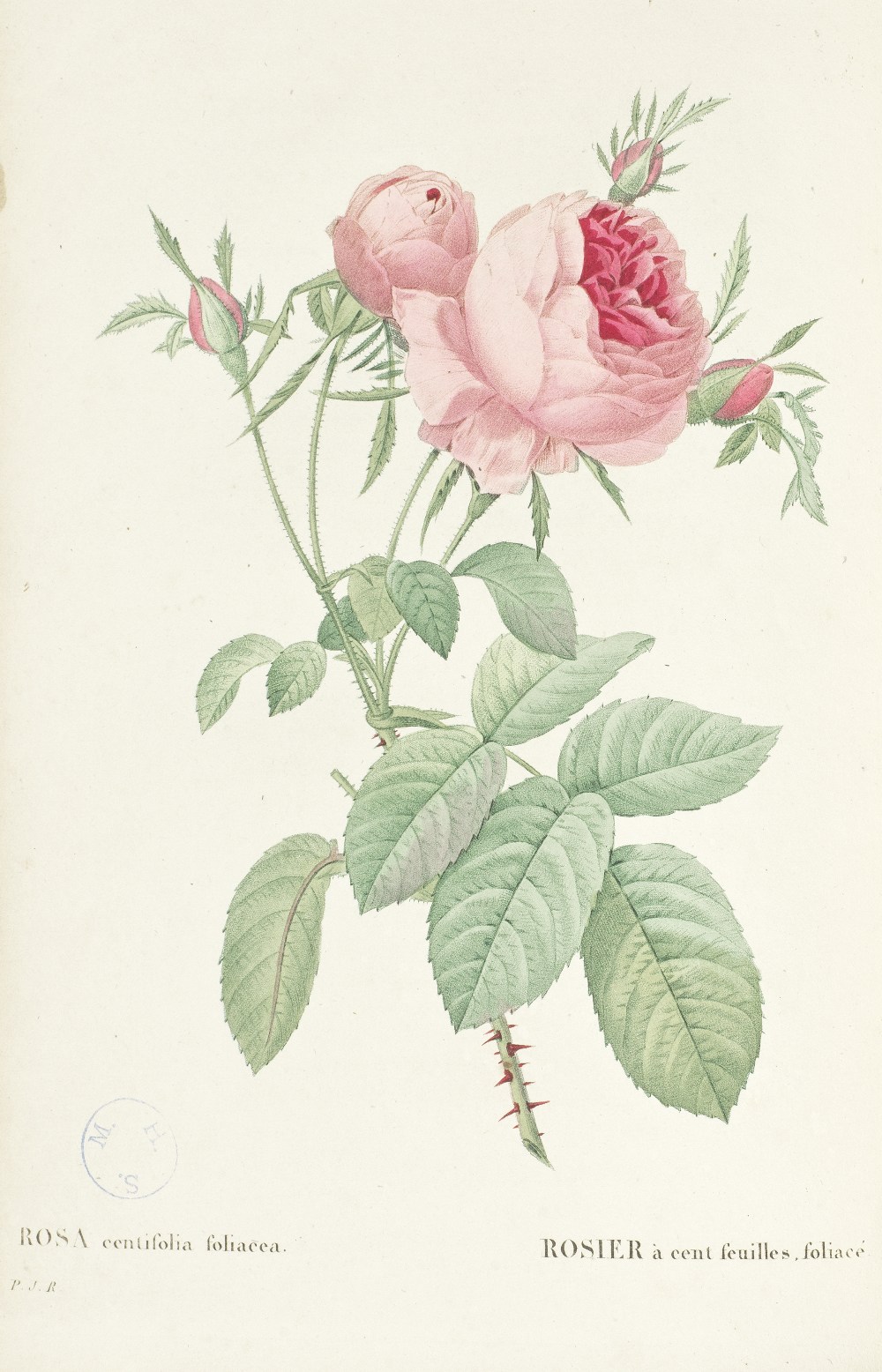 REDOUT&#201; (PIERRE JOSEPH) Les roses.... avec le texte par C.A. Thorry, 40 parts bound in 4 vo...