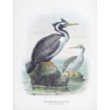 BULLER (WALTER LAWRY) A History of the Birds of New Zealand, FIRST EDITION, [LIMITED TO 500 COPI...