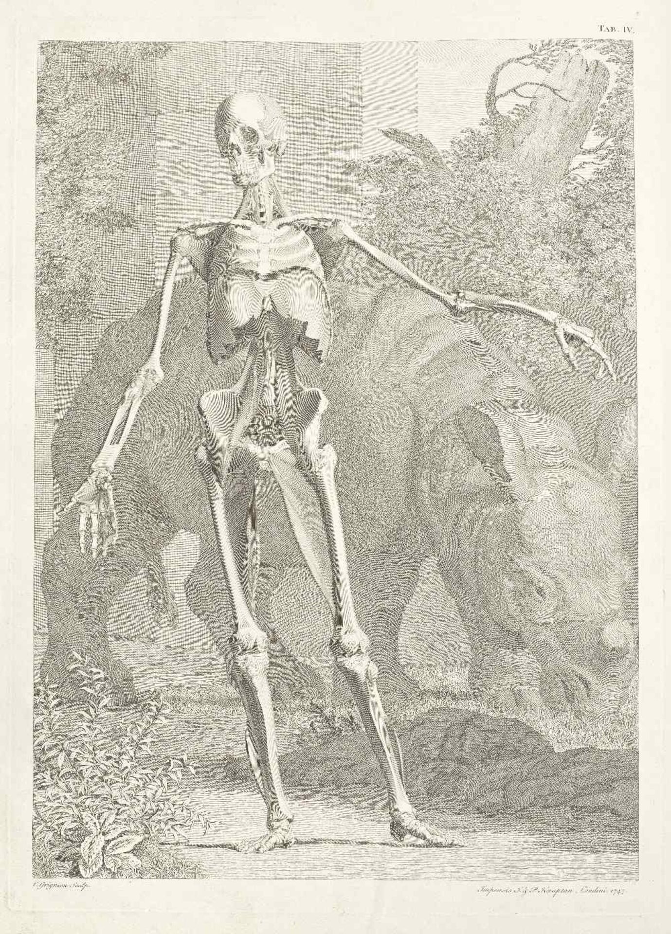 ANATOMY ALBINUS (BERNARD SIEGFRIED) Tables of the Skeleton and Muscles of the Human Body; A Comp...