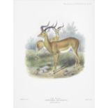 SCLATER (PHILIP LUTLEY) AND OLDFIELD THOMAS The Book of the Antelopes, 4 vol., FIRST EDITION, R....