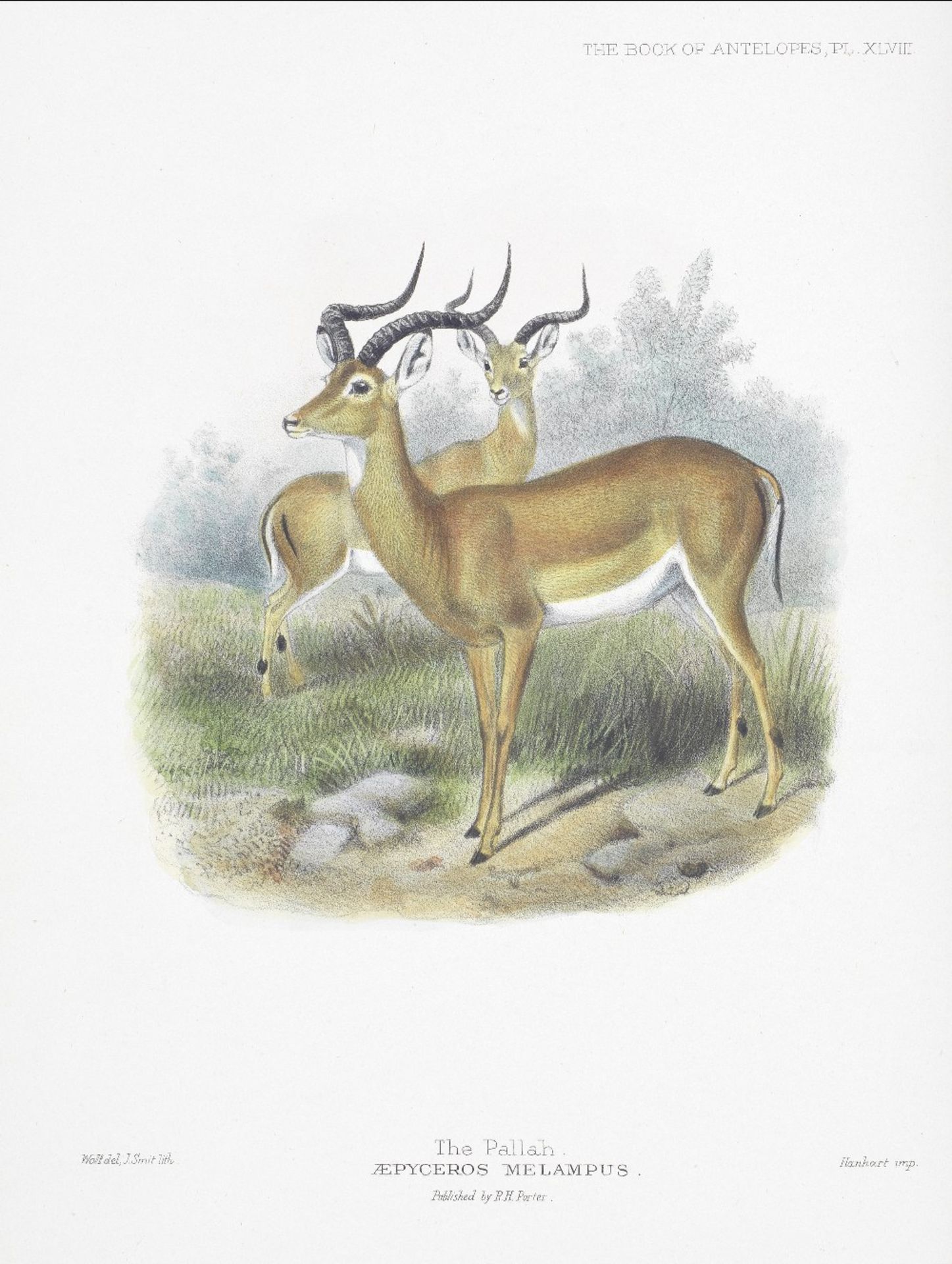 SCLATER (PHILIP LUTLEY) AND OLDFIELD THOMAS The Book of the Antelopes, 4 vol., FIRST EDITION, R....