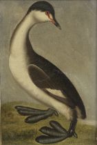 Peter Paillou (Active Britain, circa 1720- 1790) Slavonian Grebe (winter plumage)