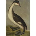 Peter Paillou (Active Britain, circa 1720- 1790) Slavonian Grebe (winter plumage)