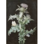 A Member of the Dietzsch Family (active Germany, 18th Century) Flowering thistle with a cabbage ...