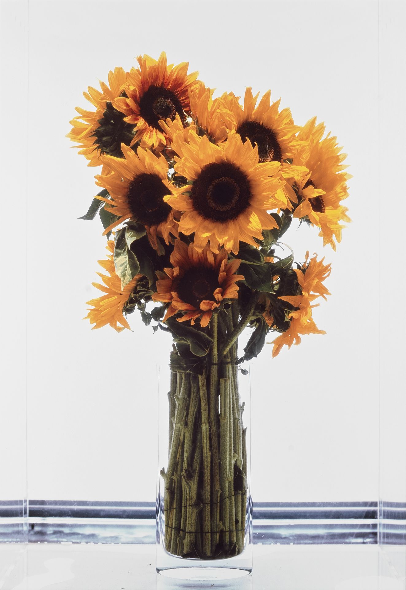 Marc Quinn (British, born 1964) Frozen Sunflowers Ilfochrome print, 2000, on glossy photographic...