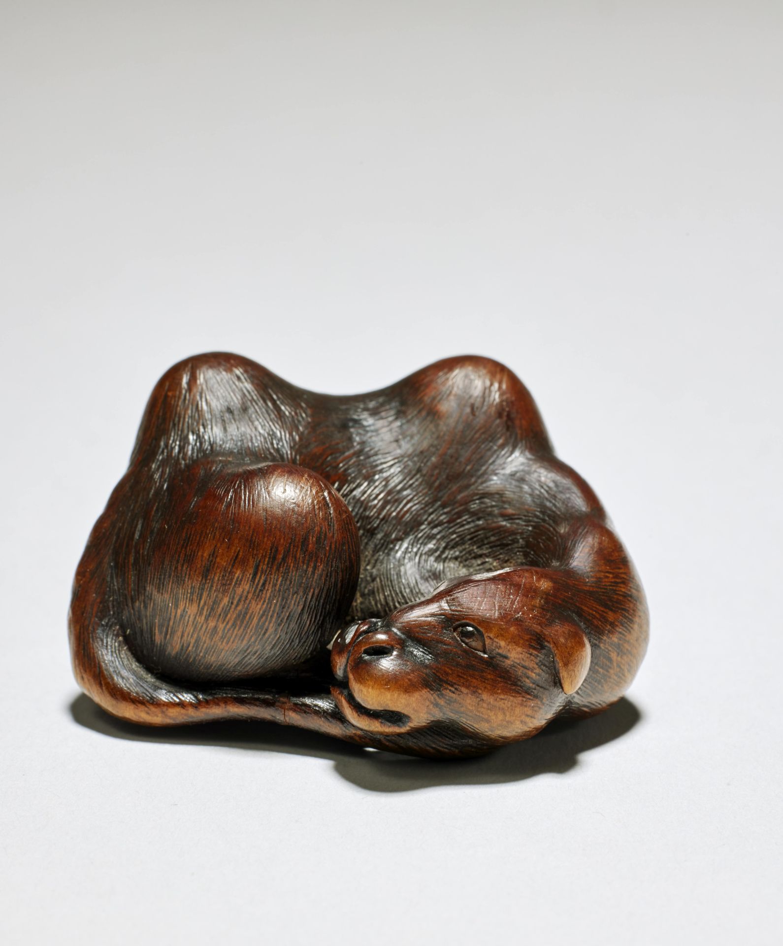 NETSUKE EN BOIS REPR&#201;SENTANT UN CHAMEAU DE BACTRIANE COUCH&#201; Par Hogen Tadayoshi, d&#23...