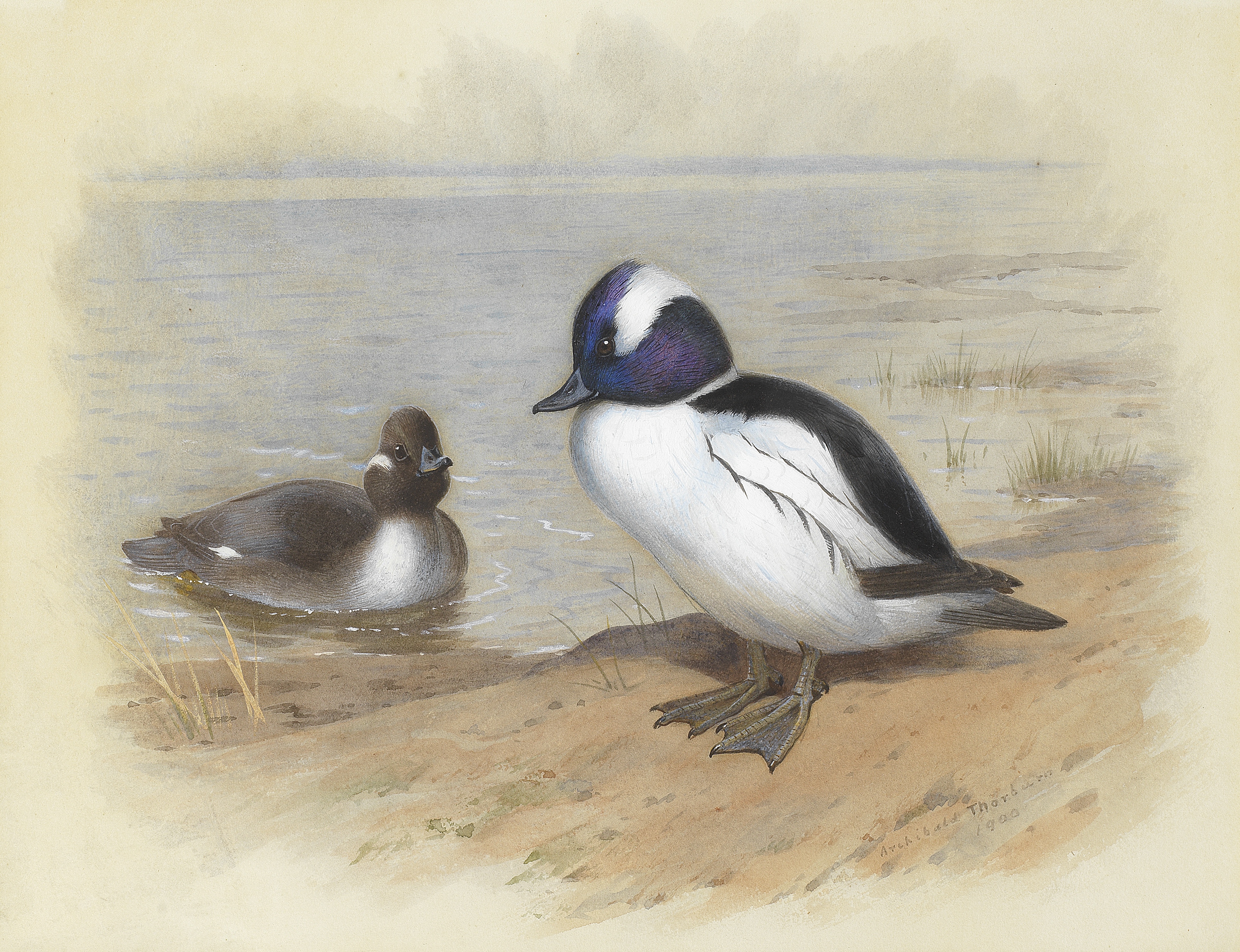 Archibald Thorburn (British, 1860-1935) Male and female Bufflehead Ducks - Image 2 of 2